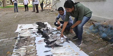 Puducherry forest department staff with the seized carcasses of birds on Sunday.