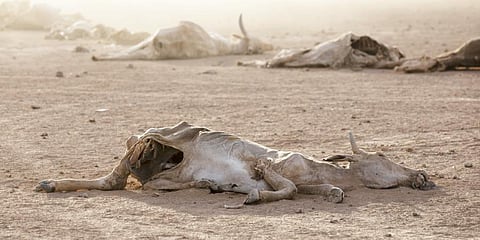 Animal carcasses are seen at Gabi'as village, northeast of the town of Gode, in the Shabelle zone of the Somali region of Ethiopia.(Photo | AP)