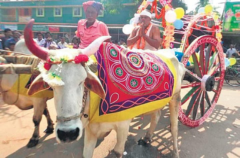 Jagannath Swain campaigning on a bullock cart in Balikuda | Express