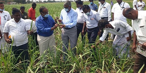 Scientists inspect Armyworm-hit crops in Villupuram