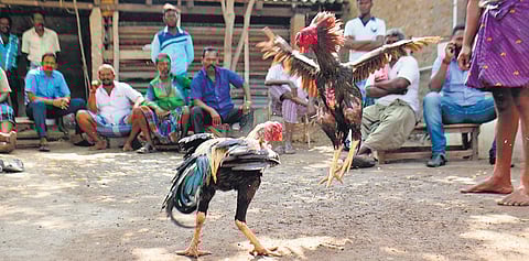 Where roosters rule the ring