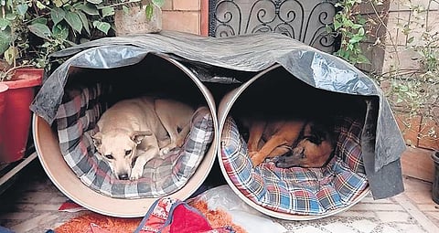 Stray dogs having a cosy nap in the shelters made by Stray Talk India
