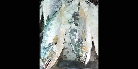 The new carangid (Vatta) species identified by the Central Marine Fisheries Research Institute (CMFRI) from the Indian coast.