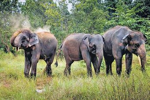 Image for Representational Purpose only ( File Photo)