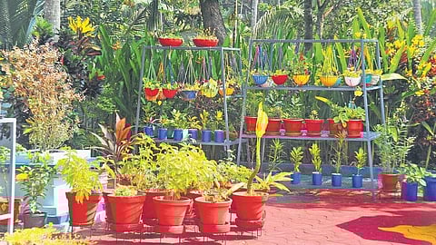 Miyawaki forest. (Photo | EPS)