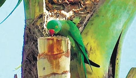 A parrot has its fill of freshly collected toddy at Neerukulla village in Peddapalli
