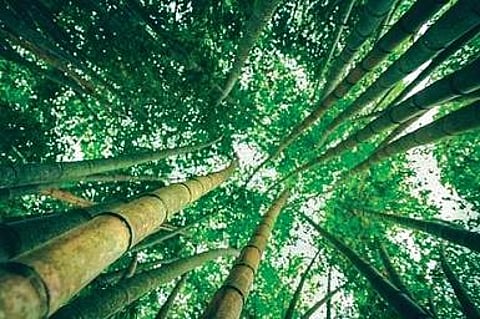 Now, farmers in AP can cultivate bamboo as it is not a ‘wild plant’ anymore