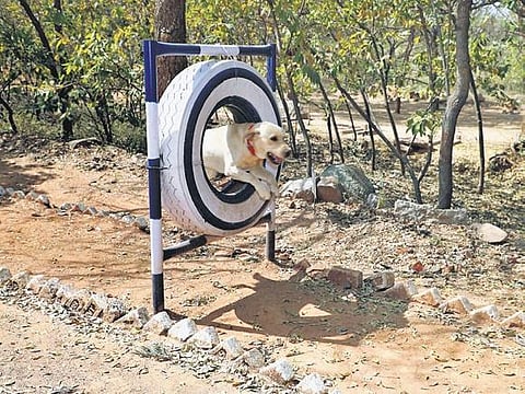 A police canine in action during rehearsals on the eve of passing out parade at IITA Moinabad on Friday. ( Photo | EPS)