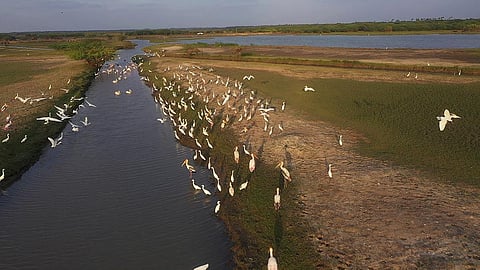 Yedayanthittu island, where migratory birds congregate in large numbers. (Photo | Express)