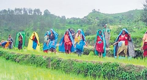 Organic farming pays dividends, brings smiles to farmers’ faces