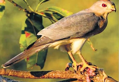 Aranya Forest and Sanctuary: A lush green abode for-rest