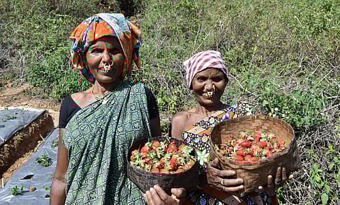 Tribal women of Doliamba village with their strawberry produce. (Photo | Express)