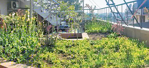Kichen garden planted by Dwarka Mor residents Madhusudan Kukreti and Laxmi Kukreti