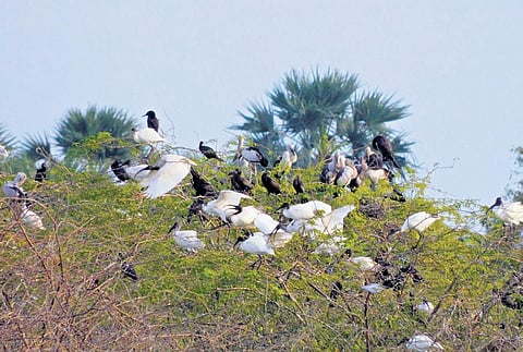 Wetland birds roosting on the Seemai Karuvelamaram adjacent to the Chettikulam tank in Thoothukudi. (Photo | Express)