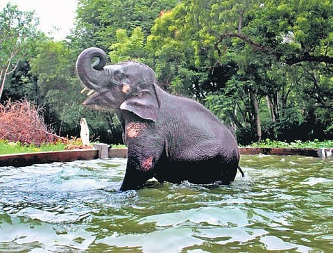 File photo of Deivanai at the Subramaniya Swamy Temple in Madurai | Express