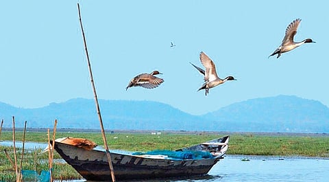 The petition has sought declaration of Mangaljodi bird sanctuary as a ‘silent zone’ and ban on movement of motor boats on the water body in the north eastern part of Chilika lake. (File photo)