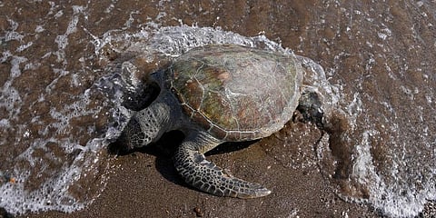 A dead green sea turtle washes up on the beach in the Khor Kalba Conservation Reserve, in the city of Kalba, on the east coast of the United Arab Emirates, Tuesday, Feb. 1, 2022. (Photo | AP)
