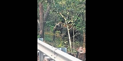 Young elephant spotted on the Tirumala ghat road