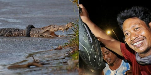 Crocodile with a used motorcycle tire around its neck, Tili with the removed tire in Palu, Central Sulawesi on Jan. 18, 2020. (Photo | AP)