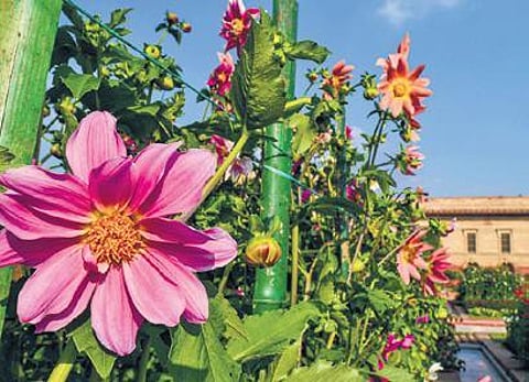 Government to transform 1,000 parks adding world-class facilities