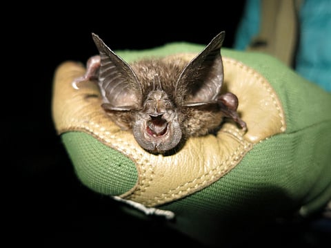 After 40 years the Hill's Horseshoe Bat has been rediscovered by a team of Conservationists. (Photo | Bat Conservation International)