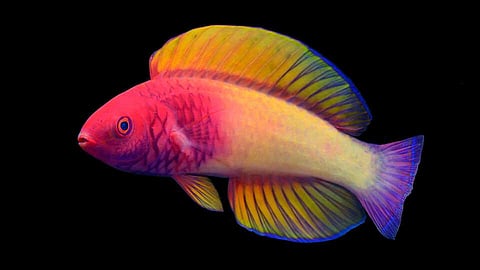 The multicolored new-to-science Rose-Veiled Fairy Wrasse (Photo | California Academy of Sciences)
