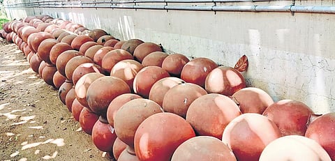 Empty snake pots at the co-op society; (above) stock board showing the plight of the society | SPECIAL ARRANGEMENT