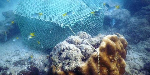A trap fishing cage tethered to coral reef underwater in Gulf of Mannar. | Express