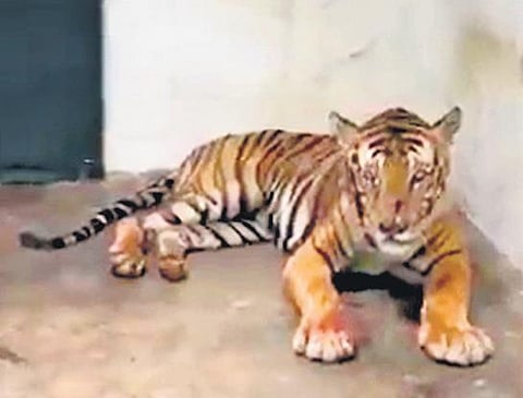 A videograb of the Masinagudi tiger inside the Koorgalli Wild Animals Rescue and Rehabilitation Centre (File Photo)