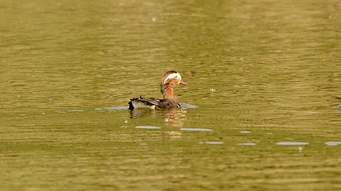 A Mandarin duck was sighted in the state’s Ziro on March 12 at the Siikhe Lake (Photo | Special arrangement)