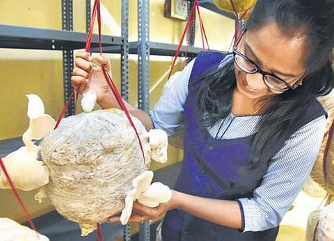 Students of Sri Venkateswara Agriculture College involved in grading and selling of mushrooms on its premises I Madhav K