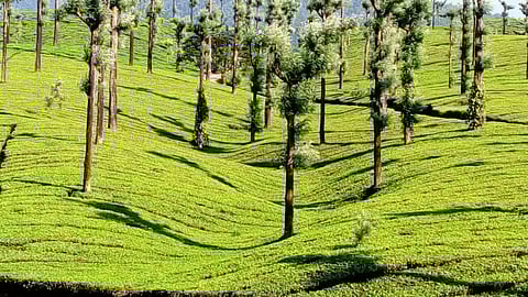 Image used for representational purpose.