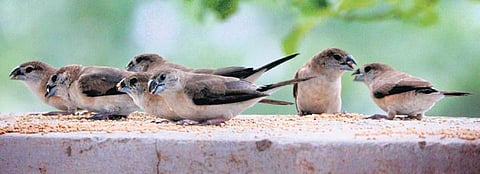 TN couple takes 200 sparrows under its wing