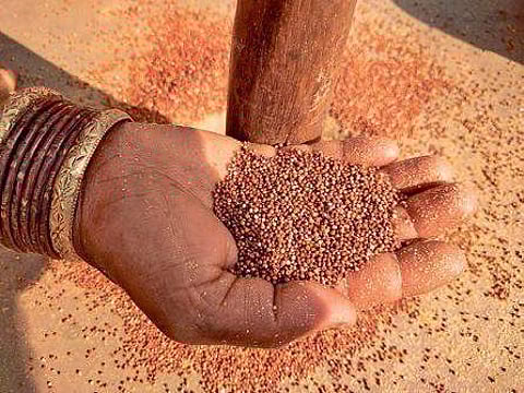 Millets (File Photo |EPS)