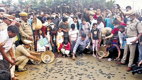 People witness the release of Olive Ridley hatchlings, at RK Beach in Visakhapatnam on Sunday I G Satyanarayana