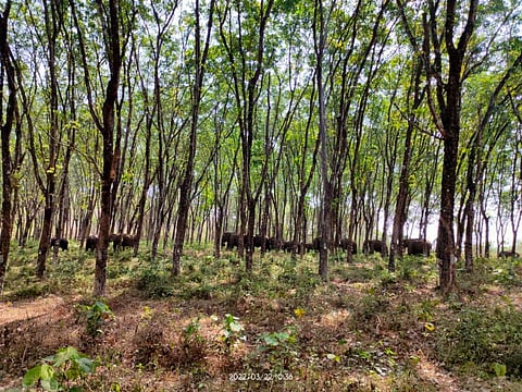 Herd of wild elephants camping in Palappilly Cochin - Malabar rubber plantation.