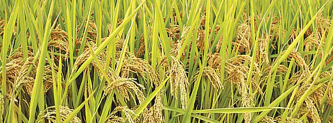 Representational image of paddy.