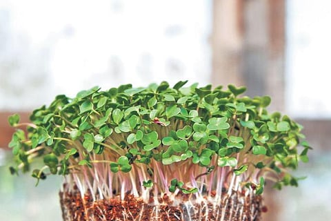 Representational image of microgreens.