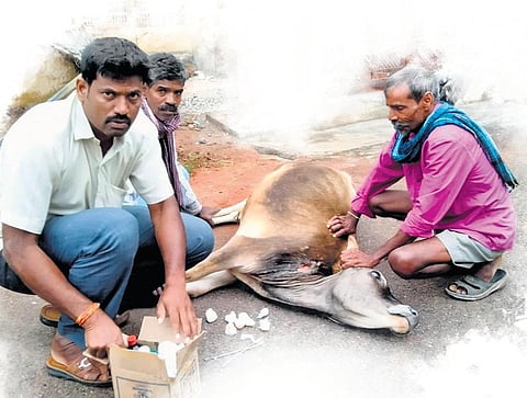 Goluru Basavaraju treating an injured bull