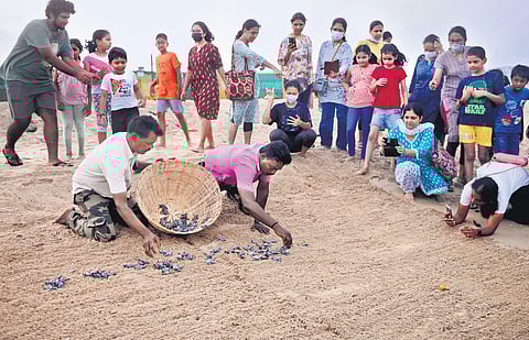 Olive Ridley turtles: Catch, hatch and release