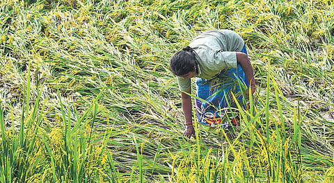File photo of crop damage due to unseasonal rain in Tiruchy | Express