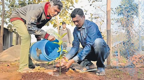Rakesh plants a sapling in the backyard of a voter’s house during campaigning