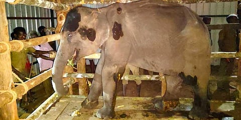 Juvenile elephant given treatment at kraal setup at Kozhikamuthi tribal settlement in ATR