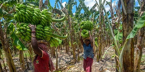 Increase in price, acreage pay dividends for Banana farmers in Tirunelveli