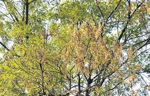 Neem trees are also being infested by a parasite creeper called Loranthus. ( Photo | EPS)