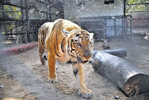 Sprinklers inside tiger enclosures keep the big cat cool in gruelling heat at Nehru Zoo Park on Tuesday. (Photo | EPS)