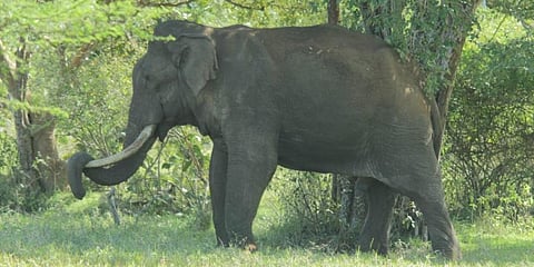 Image used for representational purposes (File Photo | EPS)