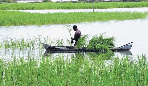 A pokkali farmer at Kadamakudy | file pic