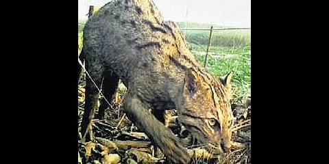 Chilika Development Authority to frame action plan for fishing cats in Bhubaneswar