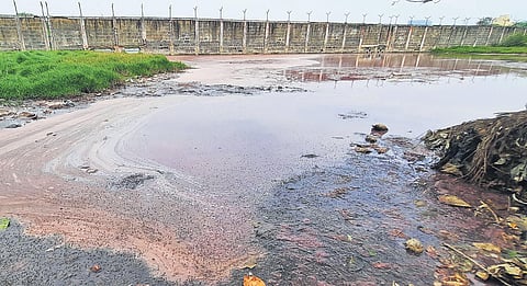 The Pallikaranai marshland turned pink due to algal bloom on Thursday | Ashwin Prasath